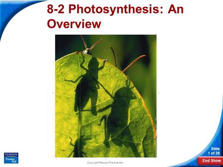 8-2 Photosynthesis: An Overview