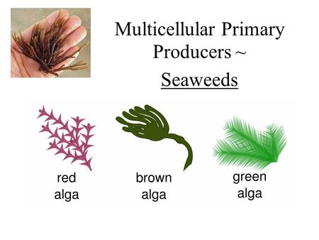 Multicellular Primary Producers ~ Seaweeds. Seaweeds – marine Macroalgae Threee types – red, brown, and green algae Most species are benthic Can be fouling.