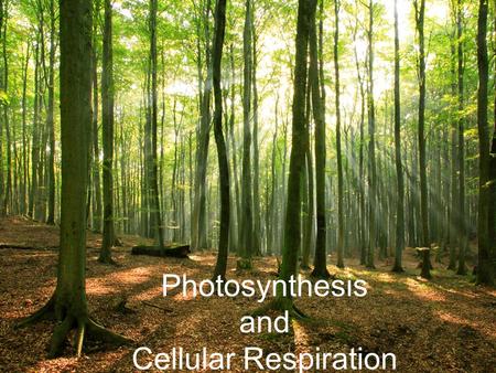 Photosynthesis and Cellular Respiration