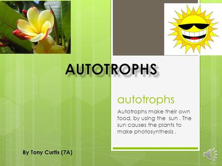 autotrophs Autotrophs make their own food, by using the sun. The sun causes the plants to make photosynthesis. By Tony Curtis (7A)