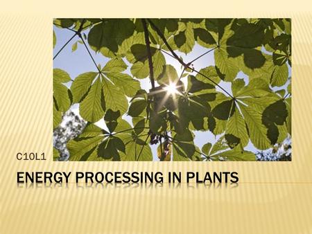 C10L1 What processes enable plants to survive and reproduce?