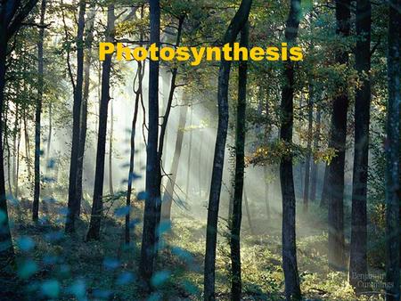 Photosynthesis.