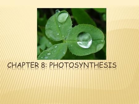 Chapter 8: Photosynthesis