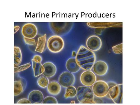 Marine Primary Producers