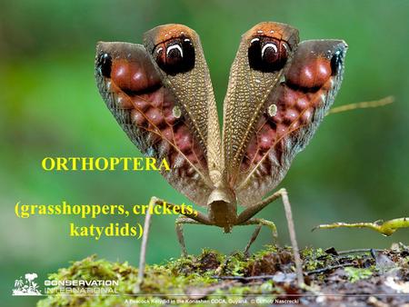 (grasshoppers, crickets, katydids)