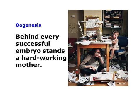 Oogenesis Behind every successful embryo stands a hard-working mother.