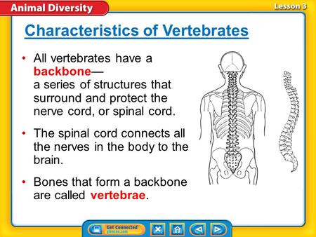 Characteristics of Vertebrates