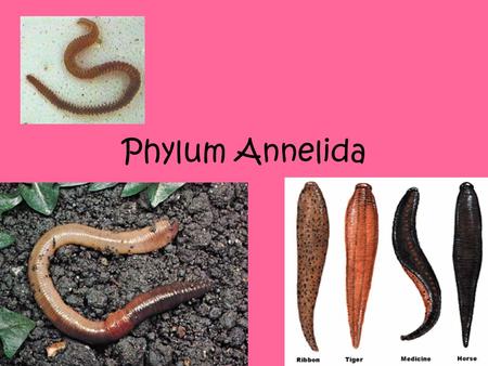 Phylum Annelida.