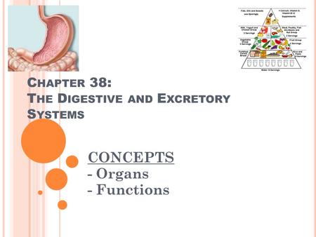 C HAPTER 38: T HE D IGESTIVE AND E XCRETORY S YSTEMS CONCEPTS - Organs - Functions.