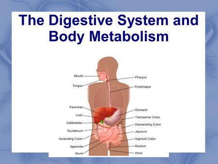 The Digestive System and Body Metabolism