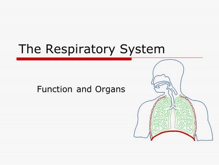 The Respiratory System