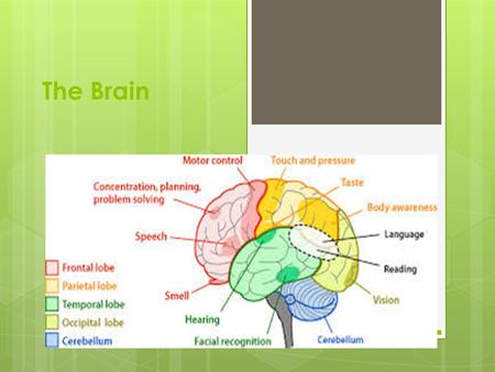 The Brain. 3 Memory Storage Systems Sensory Short Term Long Term.