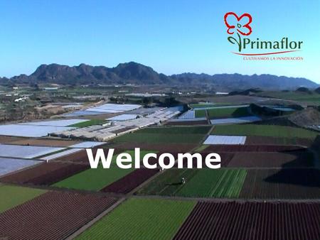 Welcome. Our Company 70´s Primaflor Flowers -Vegetables 80´s Consolidating as an Horticultural Company 90´s Expansion to European Markets 00´s Consolidating.