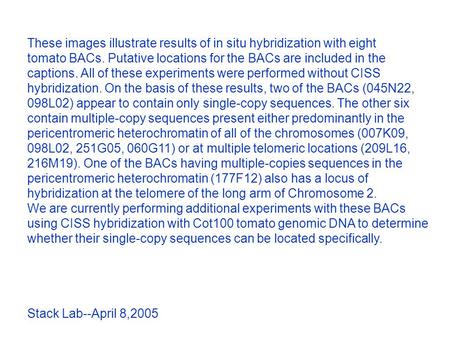 These images illustrate results of in situ hybridization with eight tomato BACs. Putative locations for the BACs are included in the captions. All of these.