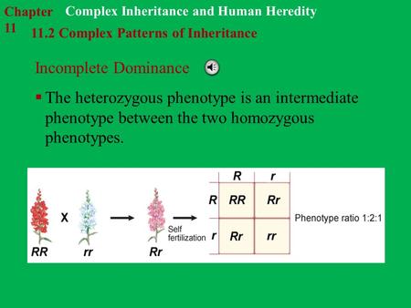 Chapter 11 Complex Inheritance and Human Heredity