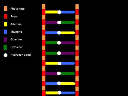 Phosphate Sugar Adenine Thymine Guanine Cytosine Hydrogen Bond.