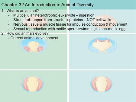 Chapter 32 An Introduction to Animal Diversity