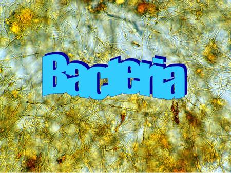 Bacterial Infections strep throat gastroenteritis cholera tuberculosis food poisoning botulism gangrene necrotizing fasciitis boils, abscesses pneumonia.