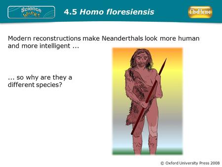 © Oxford University Press 2008 4.5 Homo floresiensis Modern reconstructions make Neanderthals look more human and more intelligent...... so why are they.