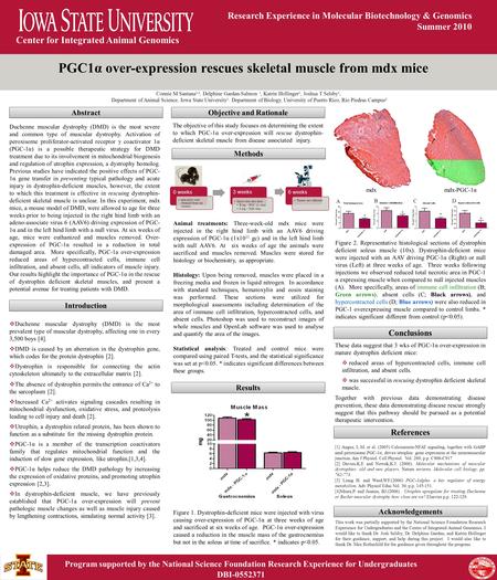 Center for Integrated Animal Genomics Research Experience in Molecular Biotechnology & Genomics Summer 2010 PGC1α over-expression rescues skeletal muscle.