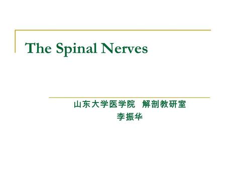 The Spinal Nerves 山东大学医学院 解剖教研室 李振华. 31 pairs spinal nerves: 8 cervical, 12 thoracic, 5 lumbar, 5 sacral, and 1 coccygeal nerve. Formation: each spinal.