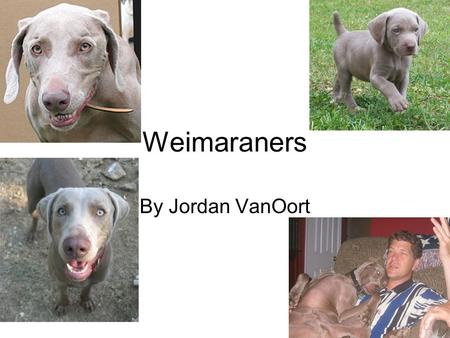 Weimaraners By Jordan VanOort. Classification Kingdom= Animalia Phylum= Chordata Class= Mammalia Order= Carnivora Family= Canidae Genus= Canus Species=