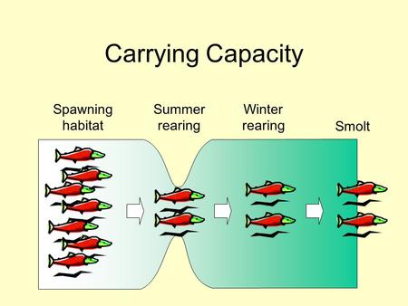 Photo by John McMillan Spawning habitat Winter rearing Summer rearing Smolt Carrying Capacity.