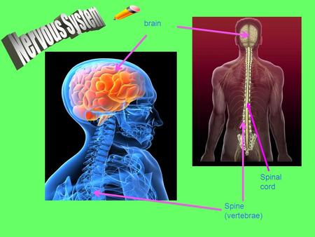 Nervous System brain Spinal cord Spine (vertebrae)