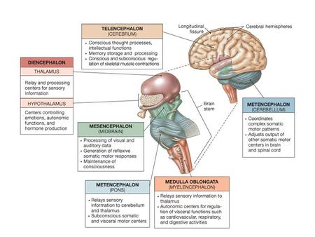 Sulci (sulcus) – grooves on surface of cerebrum. 1) Sensory areas 2) Association areas 3) Motor areas Three kinds of cerebral functional area: Gyri.