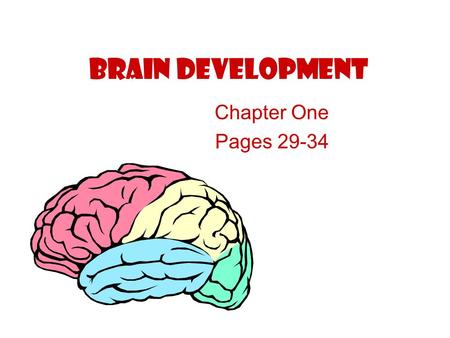 Brain Development Chapter One Pages 29-34. The brain is the “command center” of the body! Body Systems Movements Thinking Memory Feelings The brain is.