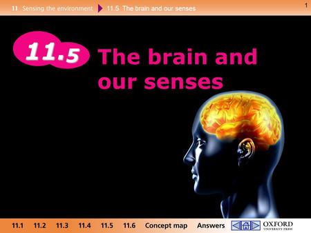 11.5 The brain and our senses 1 The brain and our senses 11. 5.