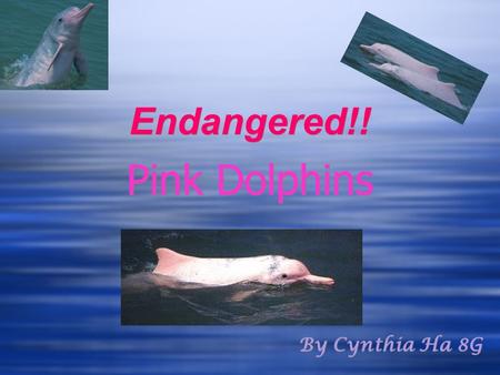 Endangered!! Pink Dolphins By Cynthia Ha 8G. Basic Knowledge about the Pink Dolphin Diet: crabs, catfish, small river fish and even small turtles. Life.