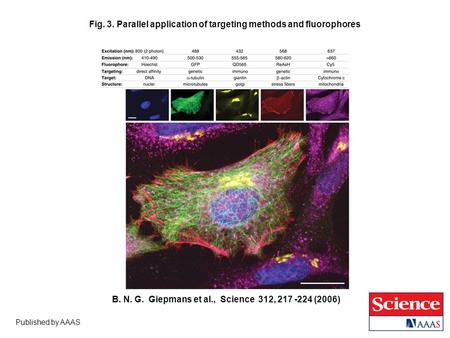 Published by AAAS B. N. G. Giepmans et al., Science 312, 217 -224 (2006) Fig. 3. Parallel application of targeting methods and fluorophores.