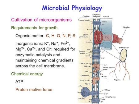 Cultivation of microorganisms Requirements for growth Organic matter: C, H, O, N, P, S Inorganic ions: K +, Na +, Fe 2+, Mg 2+, Ca 2+, and Cl - : required.