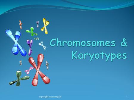 1copyright cmassengale. Aorganized picture arranged in pairs by size An organized picture of the chromosomes of a human arranged in pairs by size from.