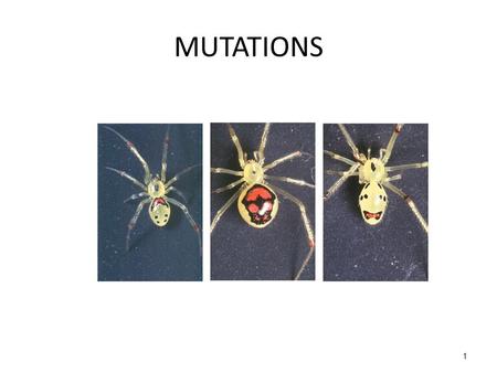 1 MUTATIONS What Are Mutations? Changes in the nucleotide sequence of DNA May occur in somatic cells (aren’t passed to offspring) May occur in gametes.