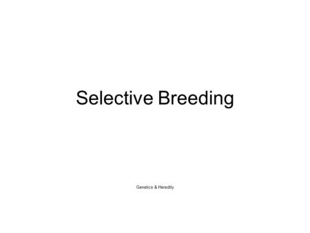 Selective Breeding Genetics & Heredity. Selective Breeding Open up your classwork notebooks –Title: Selective Breeding –Date: 10/19/2015.