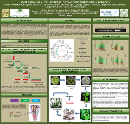 EXPRESSION OF AtZIP1 INCREASE OF ZINC CONCENTRATIONS IN TOBACCO KAHYA SHUAIBU 1,2,3, Narayanan Narayanan 1, Eliana Gaitan-Solis 1, Chiedozie Egesi ², Joseph.