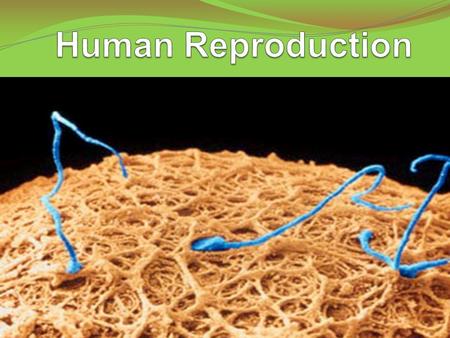 Human Reproduction.