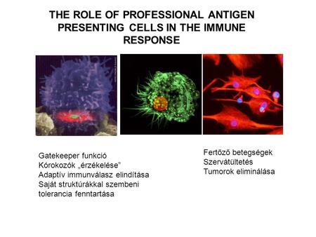 Fertőző betegségek Szervátültetés Tumorok eliminálása Gatekeeper funkció Kórokozók „érzékelése” Adaptív immunválasz elindítása Saját struktúrákkal szembeni.