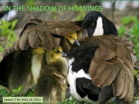 Lesson 7 for May 14, 2011. “Keep me as the apple of Your eye; Hide me under the shadow of Your wings” (Psalm 17: 8) “I will abide in Your tabernacle forever;