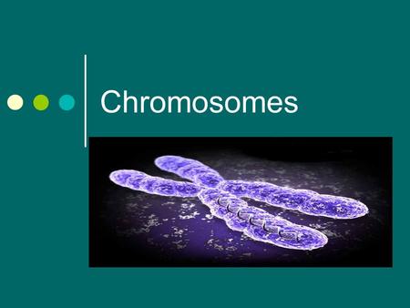 Chromosomes.