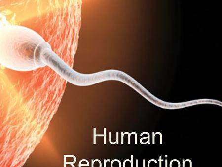 Human Reproduction.