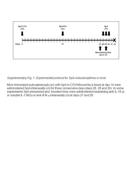 Days 014 27 28 29 30 3231 SpA/CFA (sc) SpA/IFA (sc) SpA (in) Neutralizing Abs (ip or in) X Supplementary Fig. 1. Experimental protocol for SpA-induced.