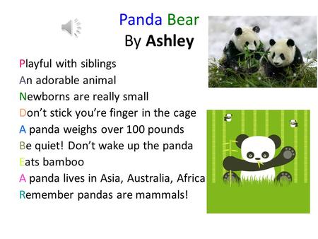 Panda Bear By Ashley Playful with siblings An adorable animal Newborns are really small Don’t stick you’re finger in the cage A panda weighs over 100.