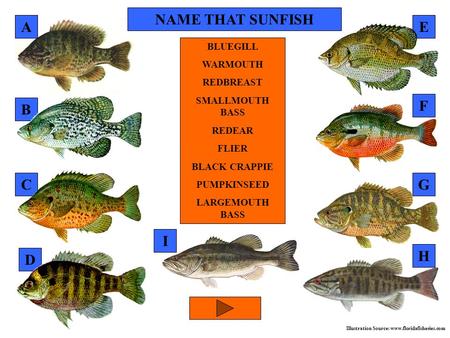 B C F E D Illustration Source: www.floridafisheries.com BLUEGILL WARMOUTH REDBREAST SMALLMOUTH BASS REDEAR FLIER BLACK CRAPPIE PUMPKINSEED LARGEMOUTH BASS.