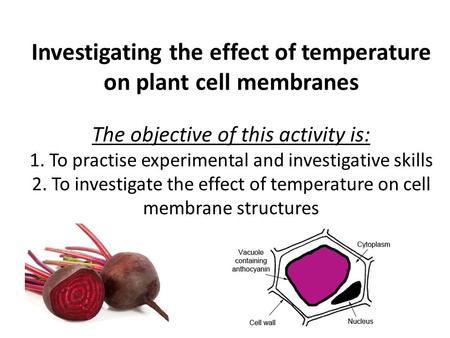 Investigating the effect of temperature on plant cell membranes The objective of this activity is: 1. To practise experimental and investigative skills.