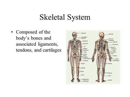 Skeletal System Composed of the body’s bones and associated ligaments, tendons, and cartilages.