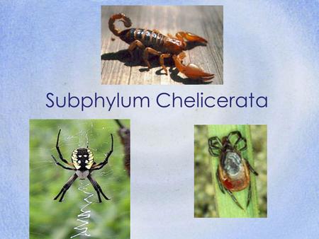 Subphylum Chelicerata