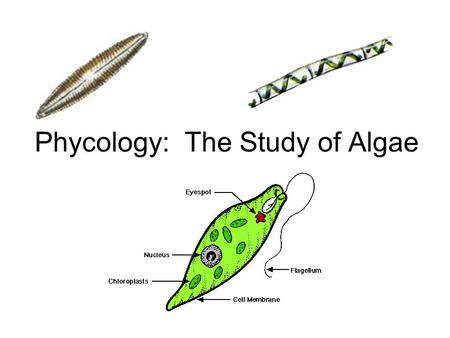 Phycology: The Study of Algae. Some restricted to marine environment (reds and browns), some to freshwater (our focus) Characterized by morphology, biochemistry,